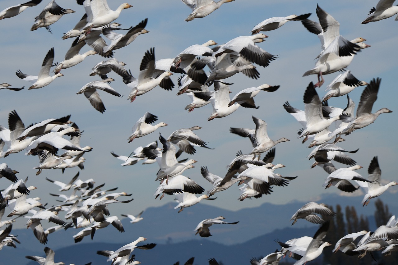 snow geese, migration, birds-5710288.jpg